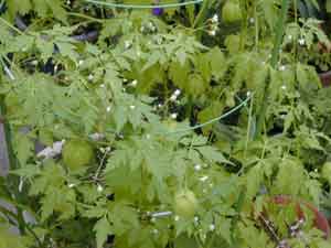 �ӂ��񂩂Â�