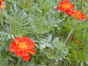 �}���[�S�[���h