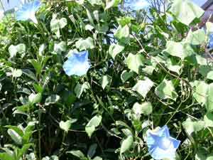 �w�u�����[�u���[