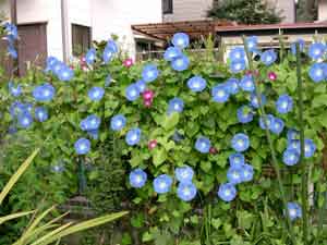 �փu�����[�u���[